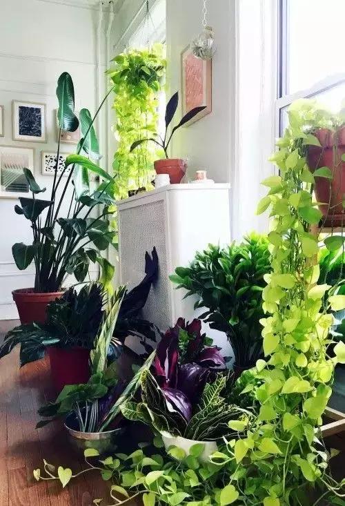 绿萝的介绍以及特点，净化空气助手——绿萝