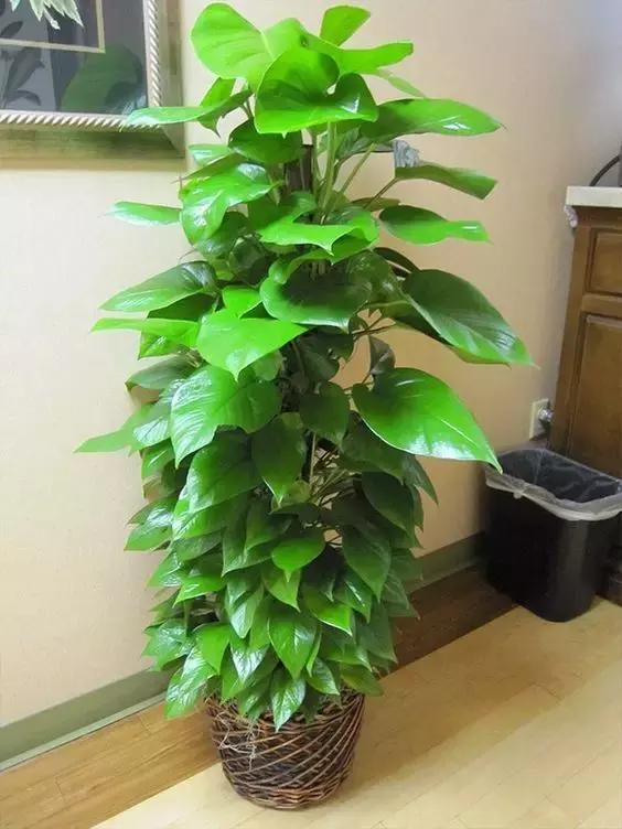 绿萝的介绍以及特点，净化空气助手——绿萝