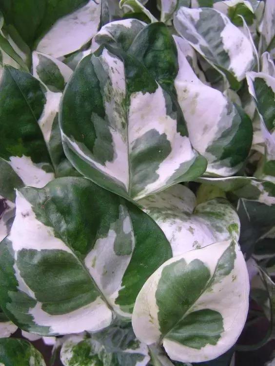 绿萝的介绍以及特点，净化空气助手——绿萝