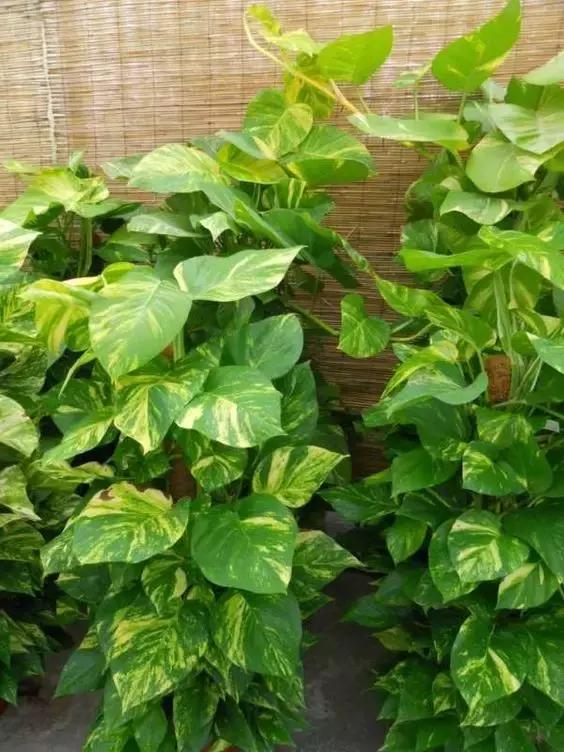 绿萝的介绍以及特点，净化空气助手——绿萝