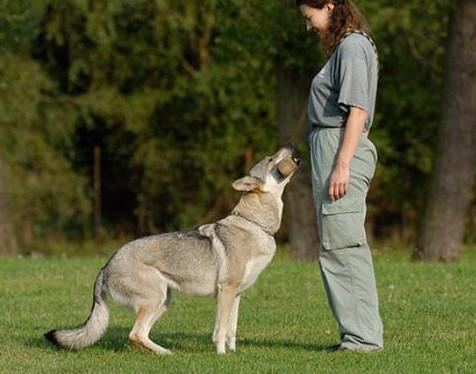 德国最贵的狼犬，世界上最有钱的狗狗冈瑟四世德国狼犬主人给他留下了3.73亿美元