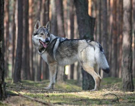 德国最贵的狼犬，世界上最有钱的狗狗冈瑟四世德国狼犬主人给他留下了3.73亿美元