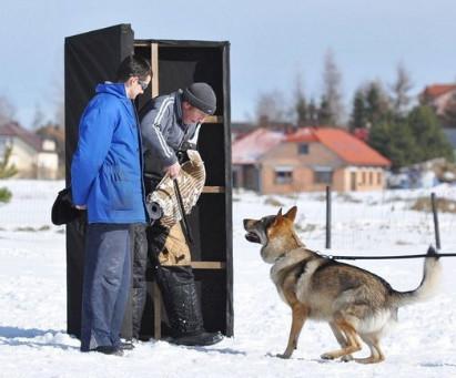 德国最贵的狼犬，世界上最有钱的狗狗冈瑟四世德国狼犬主人给他留下了3.73亿美元