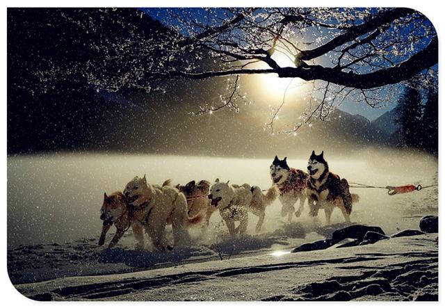 有趣的心理效应巴纳姆效应，心理说巴甫洛夫与狗