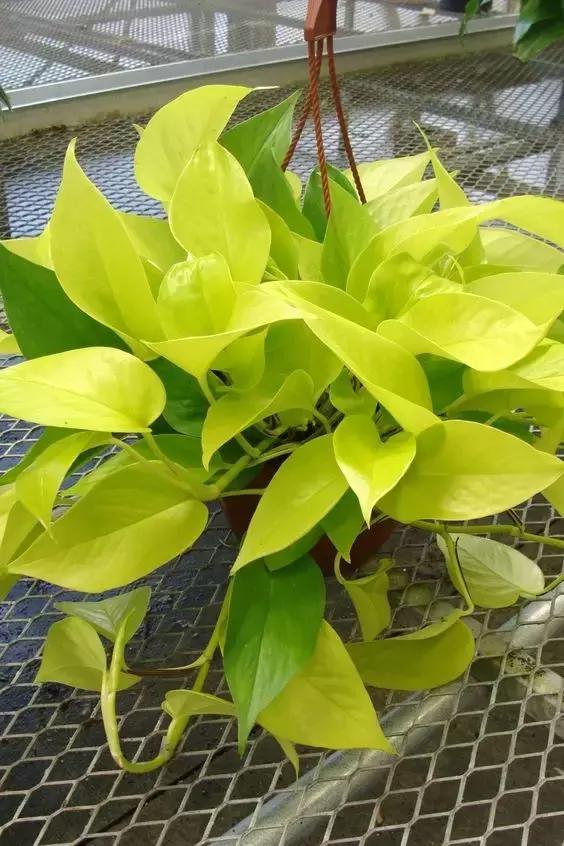 绿萝的介绍以及特点，净化空气助手——绿萝