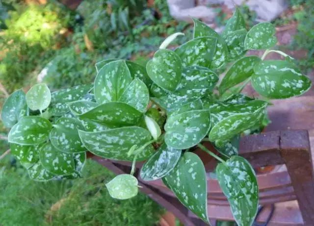 绿萝的介绍以及特点，净化空气助手——绿萝