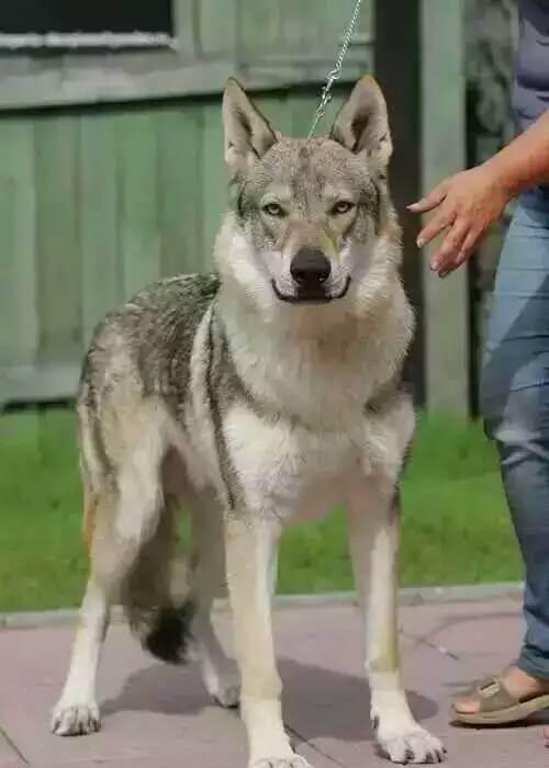德国最贵的狼犬，世界上最有钱的狗狗冈瑟四世德国狼犬主人给他留下了3.73亿美元
