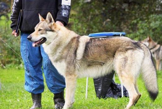 德国最贵的狼犬，世界上最有钱的狗狗冈瑟四世德国狼犬主人给他留下了3.73亿美元