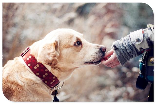 有趣的心理效应巴纳姆效应，心理说巴甫洛夫与狗