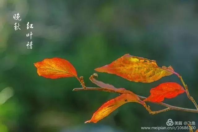 光雾山最佳观赏红叶路线，又是一年红叶季