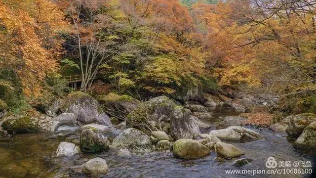 光雾山最佳观赏红叶路线，又是一年红叶季