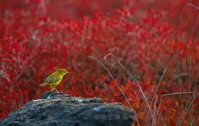 南美洲旅游攻略大全，这个以奇珍异兽出名的南美免签国