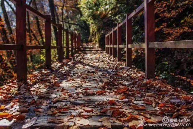 光雾山最佳观赏红叶路线，又是一年红叶季