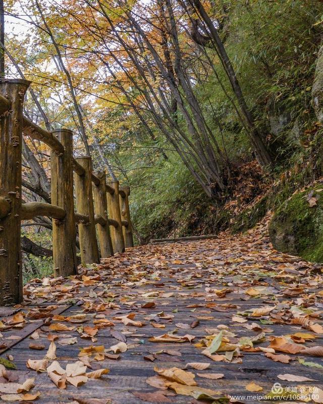 光雾山最佳观赏红叶路线，又是一年红叶季