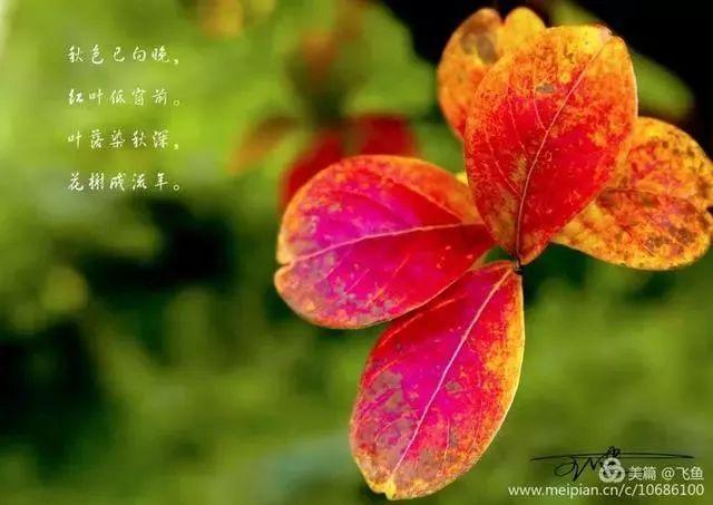 光雾山最佳观赏红叶路线，又是一年红叶季