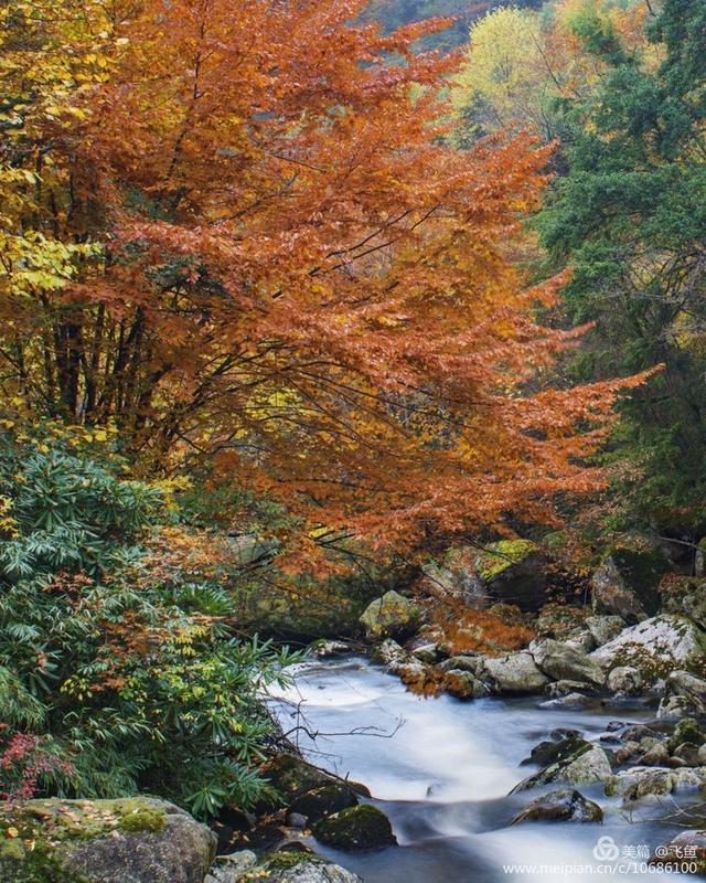 光雾山最佳观赏红叶路线，又是一年红叶季