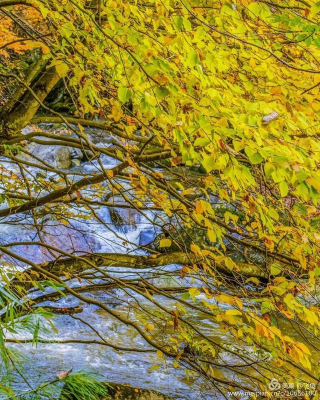 光雾山最佳观赏红叶路线，又是一年红叶季