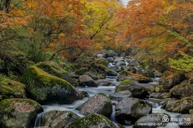 光雾山最佳观赏红叶路线，又是一年红叶季
