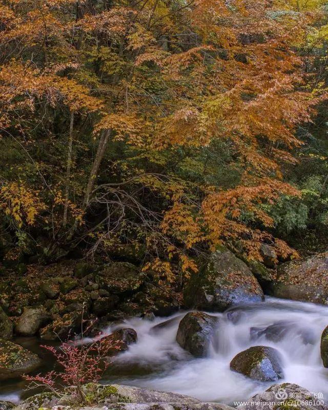 光雾山最佳观赏红叶路线，又是一年红叶季