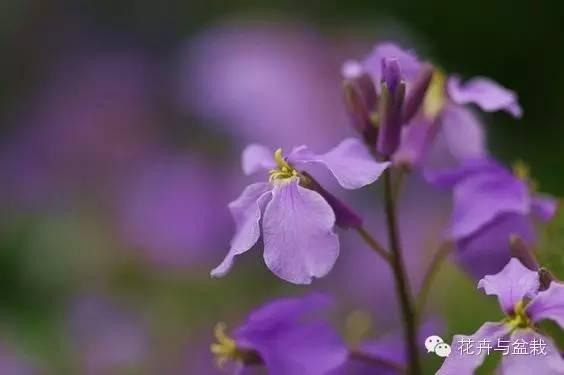 诸葛菜和二月兰的区别，二月兰和心叶诸葛菜的区别