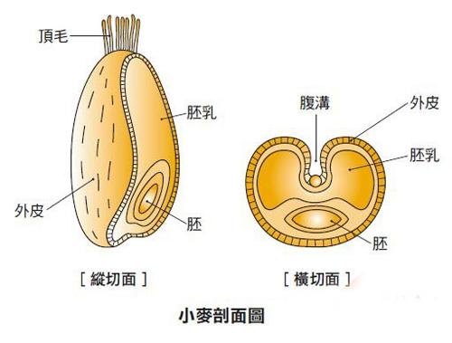 麦芯粉与普通面粉的区别是什么，普通面粉与麦芯粉的区别