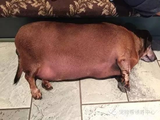 腊肠狗肥胖(腊肠狗能长到多大体重有多少)