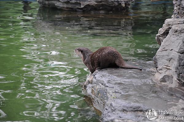 北京动物园狮虎山，北京动物园最快速的旅游攻略（北京动物园一小时游）