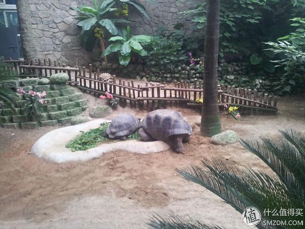 北京动物园狮虎山，北京动物园最快速的旅游攻略（北京动物园一小时游）