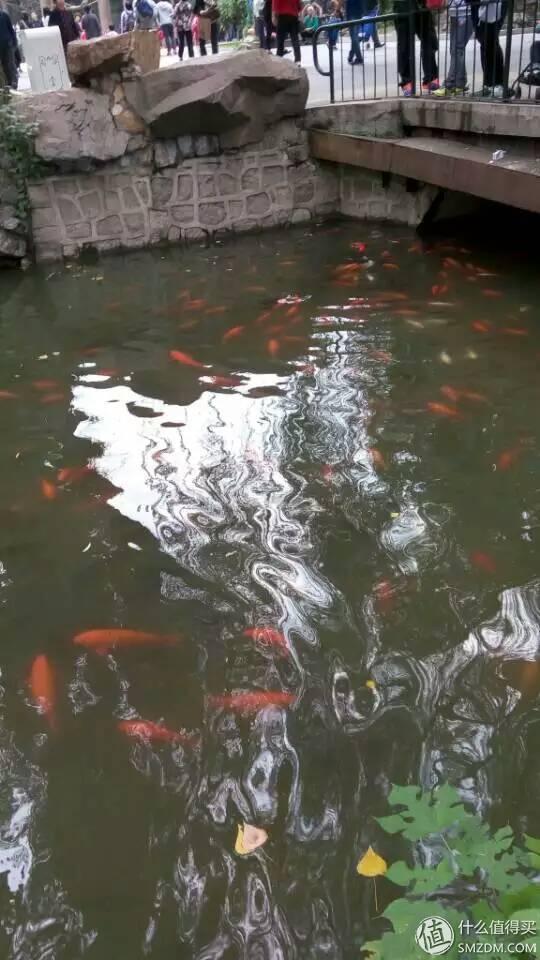 北京动物园狮虎山，北京动物园最快速的旅游攻略（北京动物园一小时游）