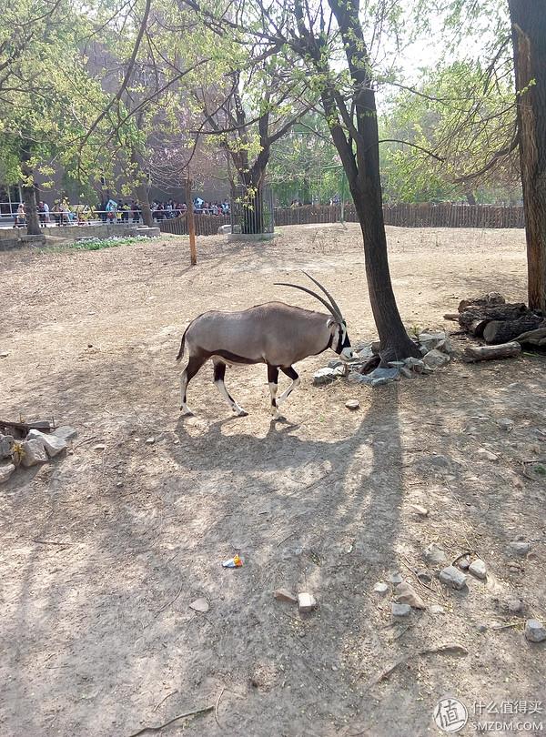 北京动物园狮虎山，北京动物园最快速的旅游攻略（北京动物园一小时游）