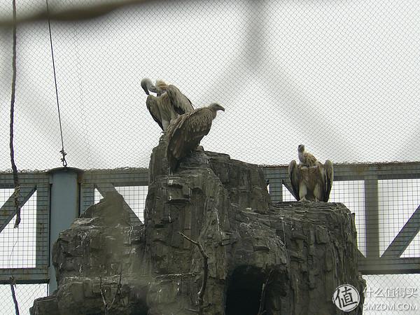 北京动物园狮虎山，北京动物园最快速的旅游攻略（北京动物园一小时游）