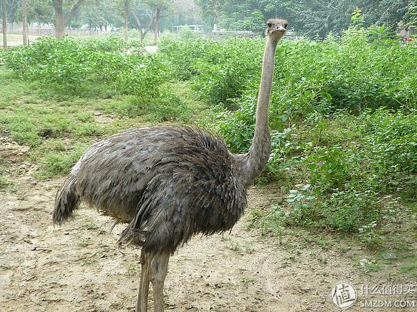 北京动物园狮虎山，北京动物园最快速的旅游攻略（北京动物园一小时游）