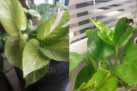 绿萝叶子发黄怎么回事，绿萝的叶子发黄是怎么回事怎么办