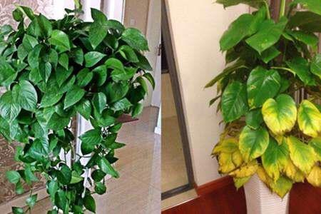 绿萝叶子发黄怎么回事，绿萝的叶子发黄是怎么回事怎么办