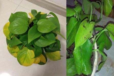 绿萝叶子发黄怎么回事，绿萝的叶子发黄是怎么回事怎么办