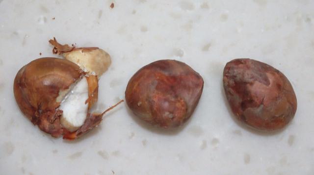 菠萝蜜跟榴莲一个口感吗，这种只有菠萝蜜十分之一的