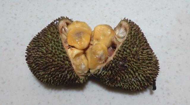 菠萝蜜跟榴莲一个口感吗，这种只有菠萝蜜十分之一的