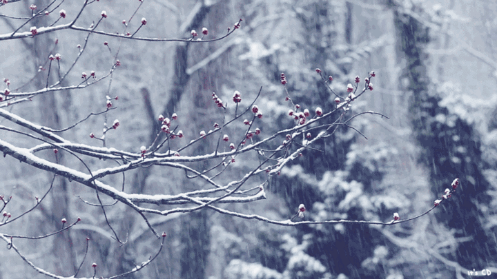 有关大雪节气的图片动态图片