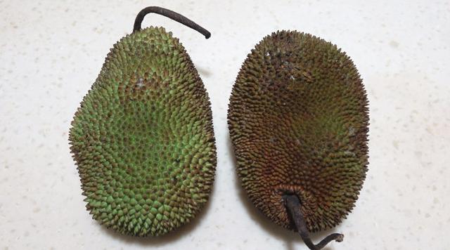 菠萝蜜跟榴莲一个口感吗，这种只有菠萝蜜十分之一的