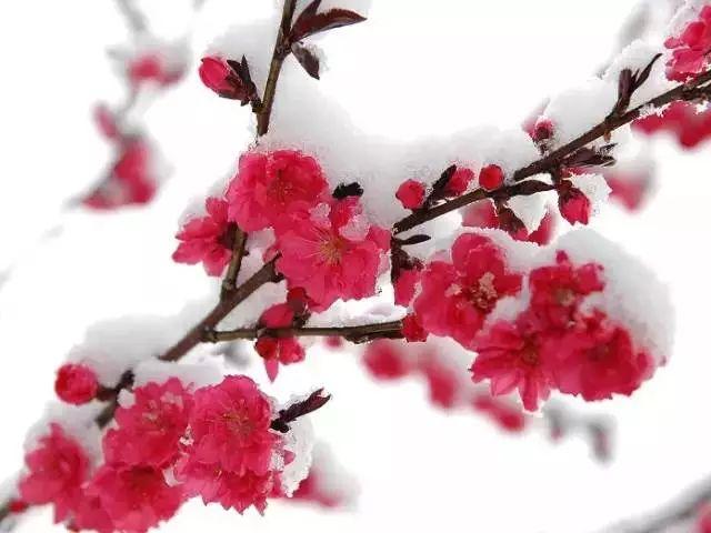 大雪节气：致我最在乎的人