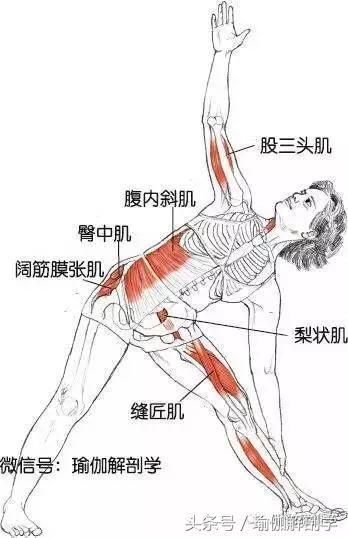 初练瑜伽教程，最适合初学者练习的10套瑜伽序列