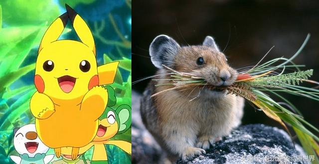 真正的皮卡丘是什么样子，皮卡丘的原型与本尊