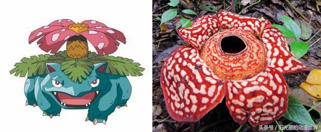 真正的皮卡丘是什么样子，皮卡丘的原型与本尊