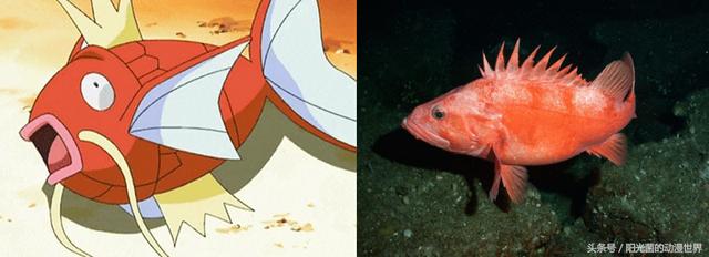 真正的皮卡丘是什么样子，皮卡丘的原型与本尊