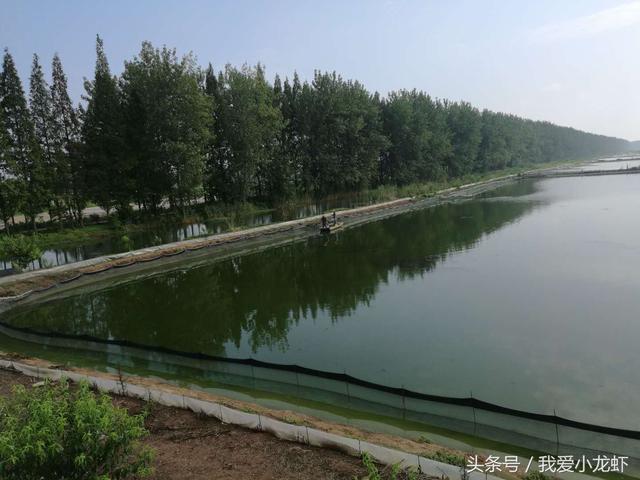 龙虾养殖技术培训，小龙虾养殖技术的讲解（江苏无锡推广示范基地举办小龙虾养殖技术培训班）