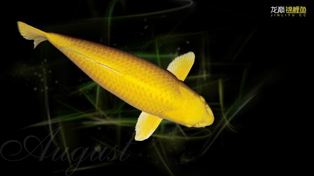 红色锦鲤寓意象征，黄金锦鲤的美好寓意