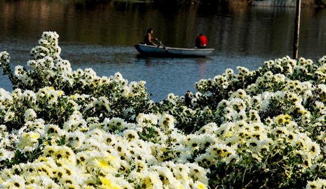 安徽皇菊还是江西皇菊，四大名菊你都喝全了吗