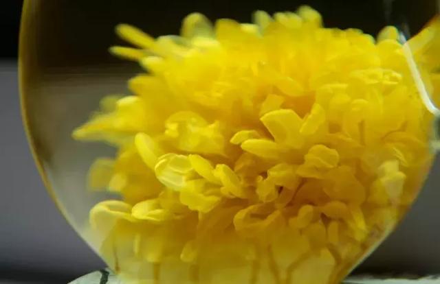 安徽皇菊还是江西皇菊，四大名菊你都喝全了吗