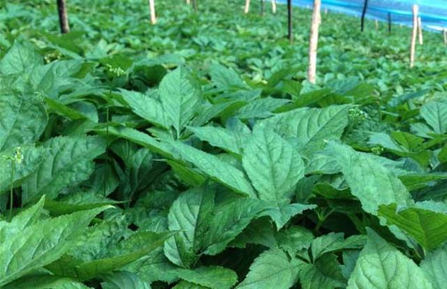 适合穷人开的小店，这么多白手起家创业点子（适合穷人白手起家的十个创业点子）