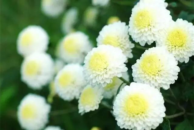 安徽皇菊还是江西皇菊，四大名菊你都喝全了吗